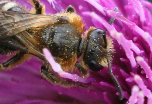 Lasioglossum laevigatum